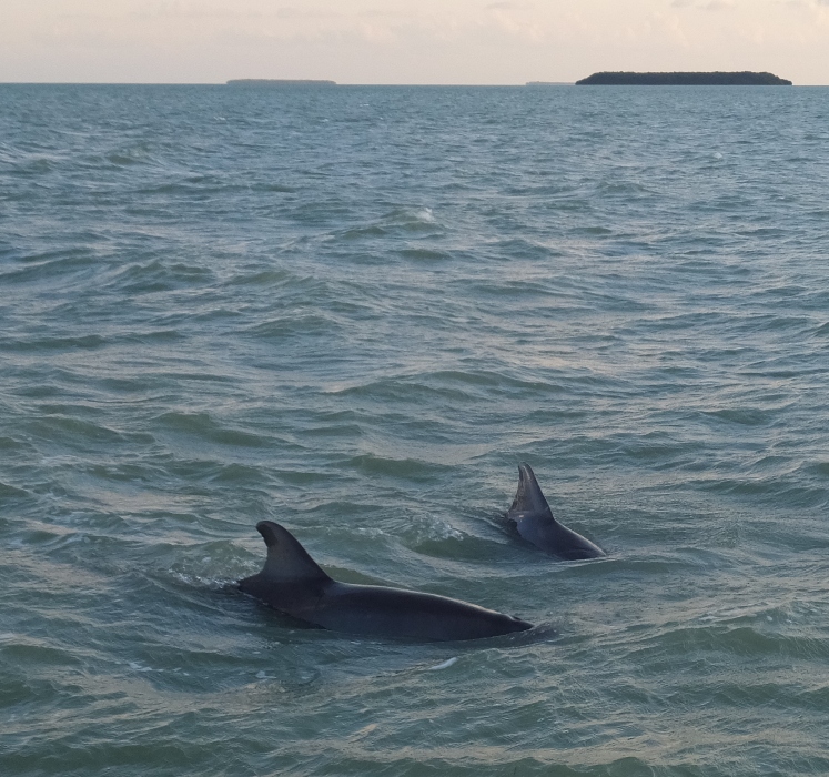 Two dolphins