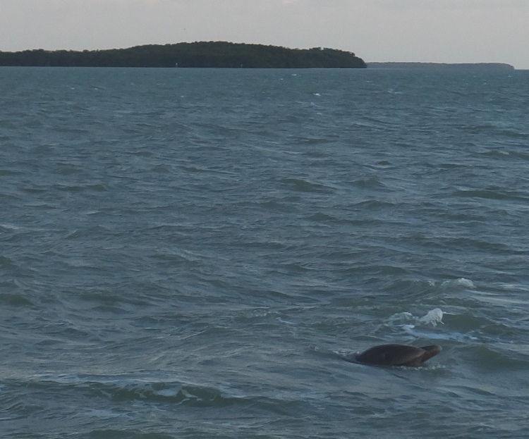 Dolphin face surfacing