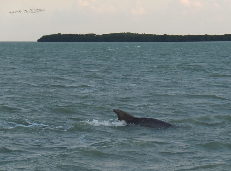 Dorsal fin of dolphin