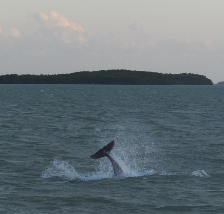 Tail high above the water
