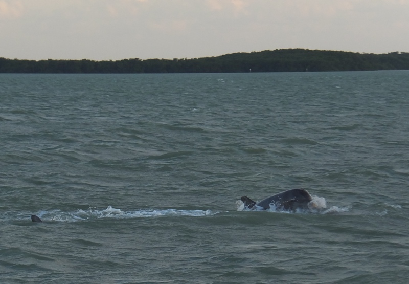 Dolphin surfacing