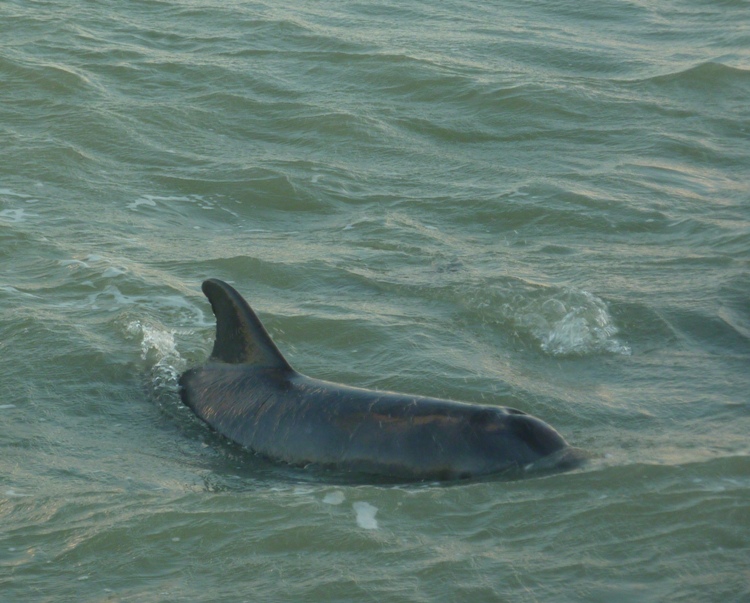 Top of dolphin with blowhole showing