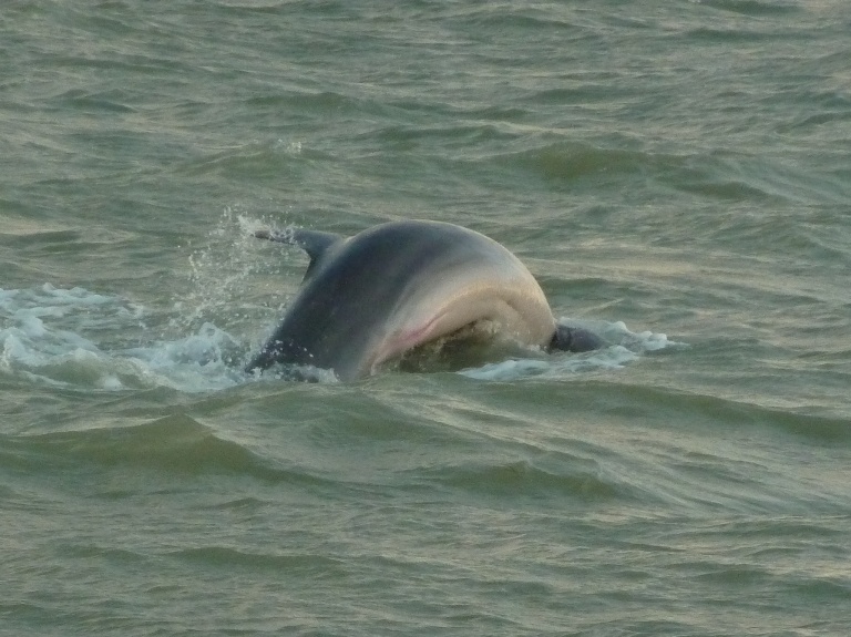 Dolphin turning sideways