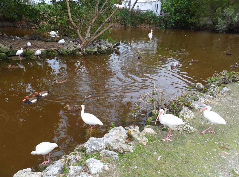 Duck pond with a variety of birds