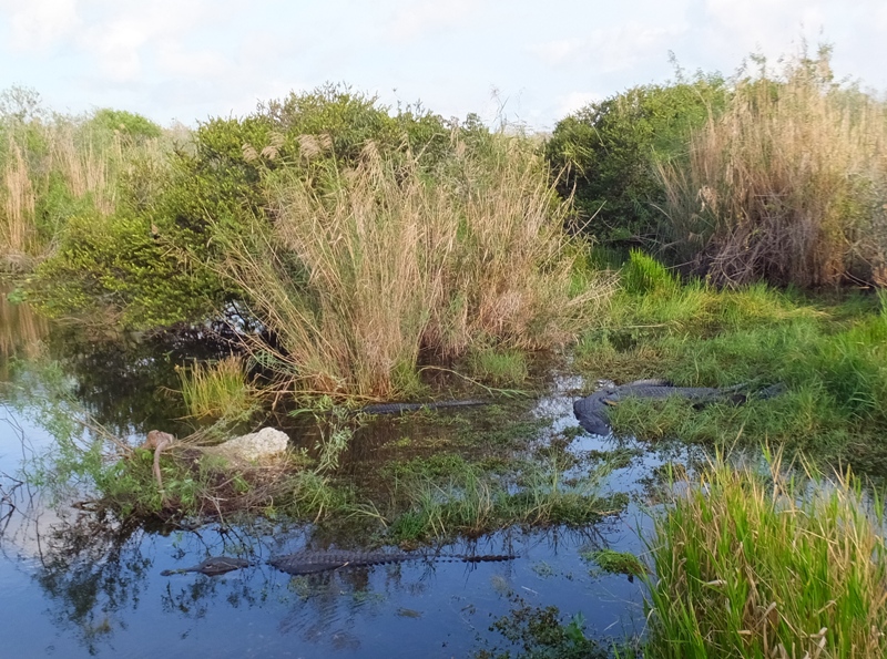Alligators near the end of the boardwalk in the shallows