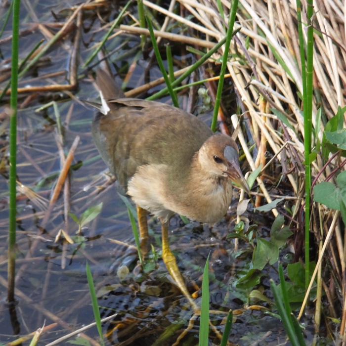 Plain female purple gallinule