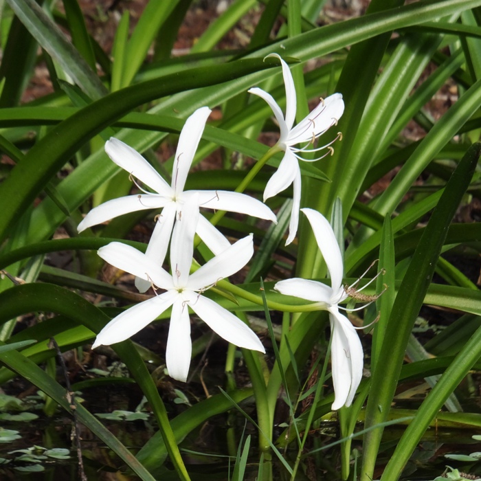 Six-petalled white flowers