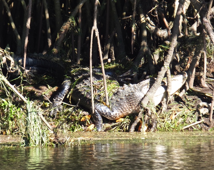 Large alligator on the shore