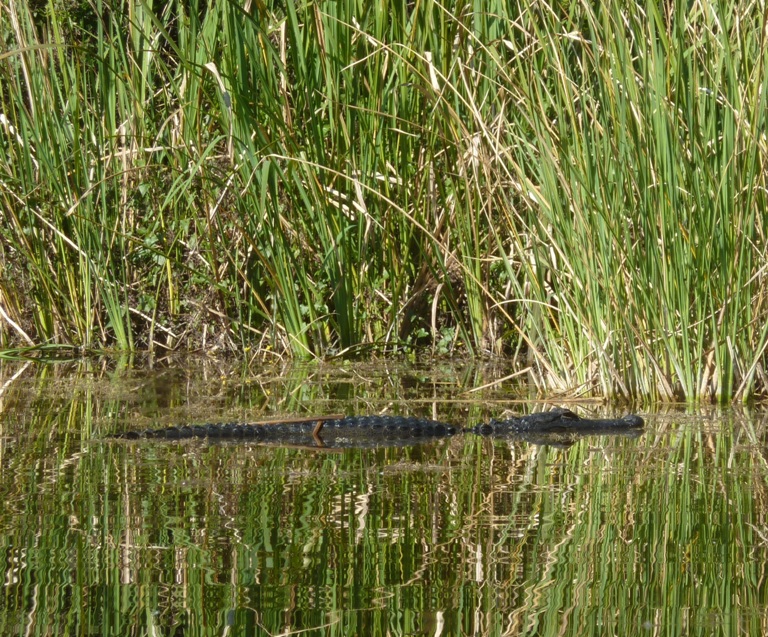 Close-up of alligator
