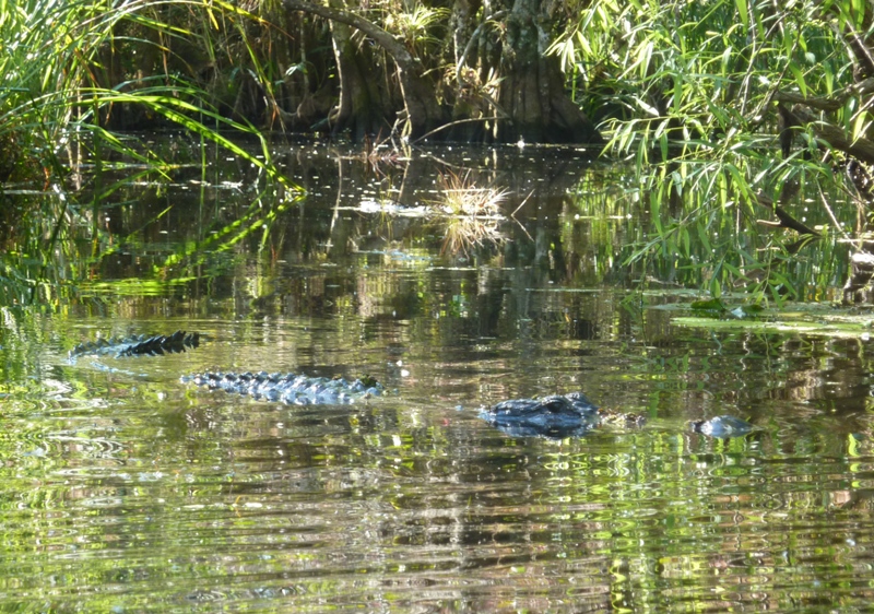 Alligator blocking our path