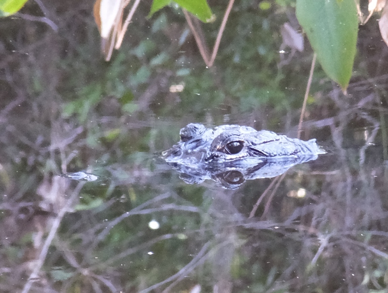 Alligator in the pond