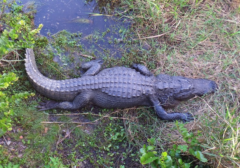 Overhead view of gator on land