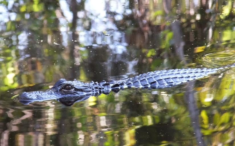 Alligator in the water