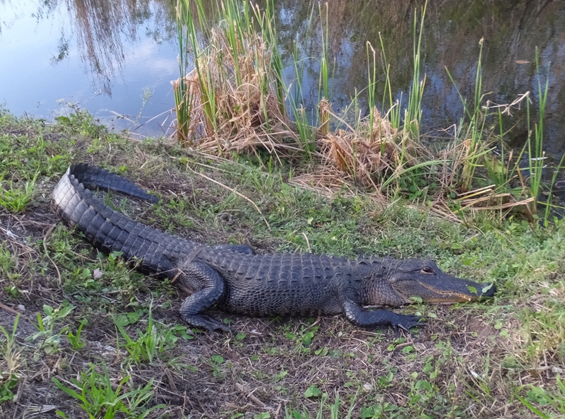 Side view of gator on land