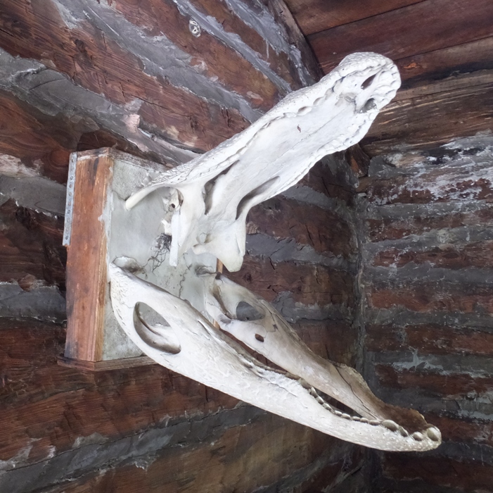 Alligator skull mounted on wall