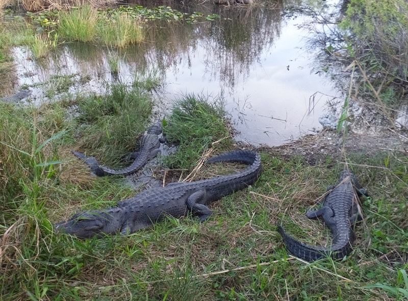 Three gators on the shore