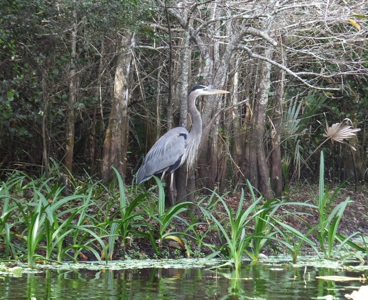 Great blue heron standing on the shore
