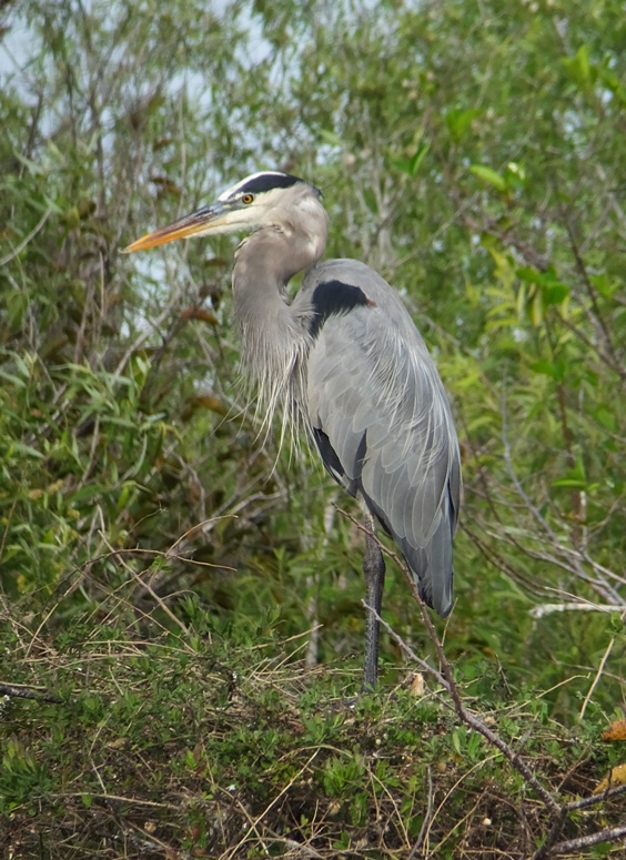 Great blue heron