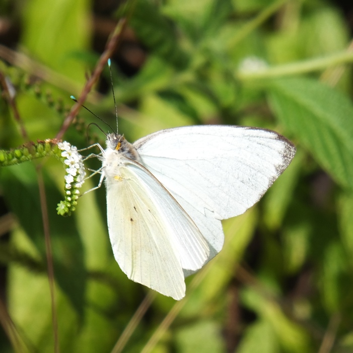 Great southern white butterfly