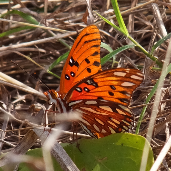 Gulf fritillary butterfly