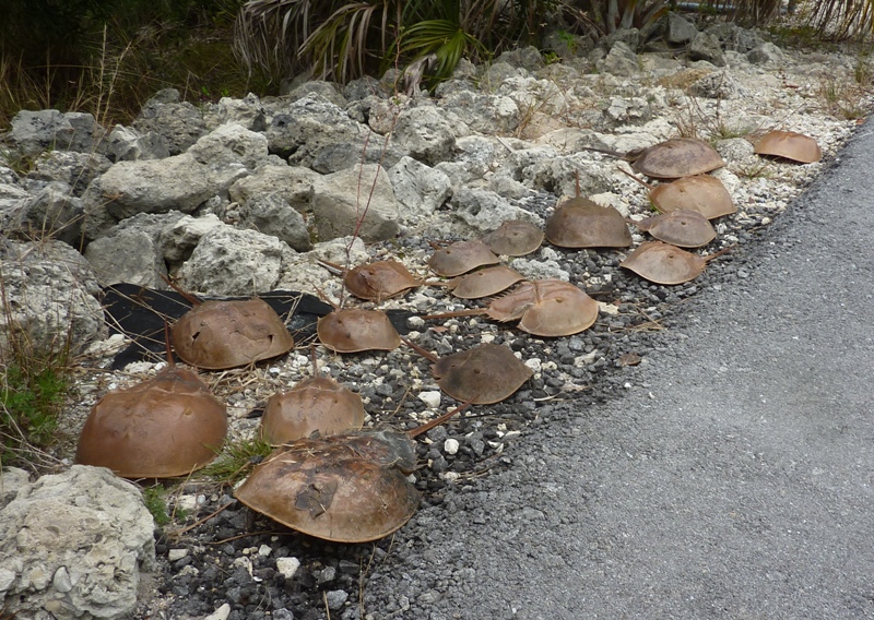 Horseshoe crabs amongst the rocks