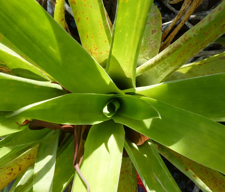 Looking down inside bromeliad