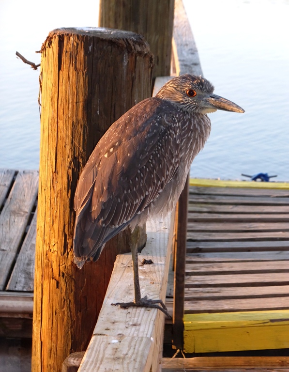Juvenile black-crowned night heron standing on pier