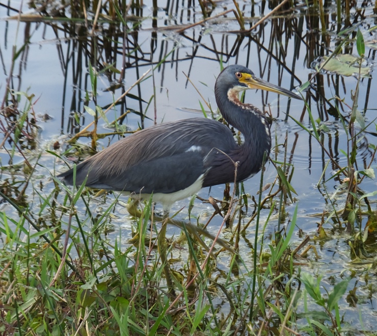 Little blue heron wading