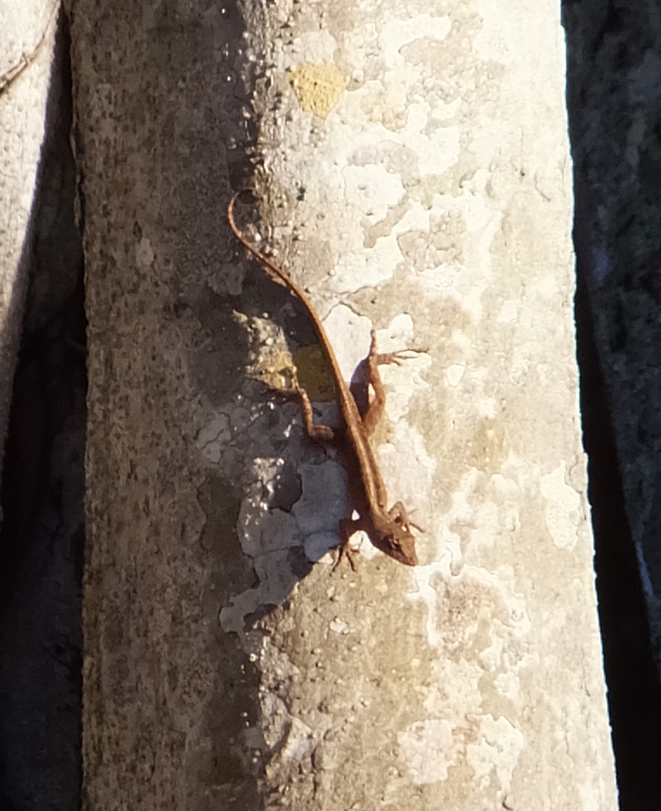 Lizard on tree