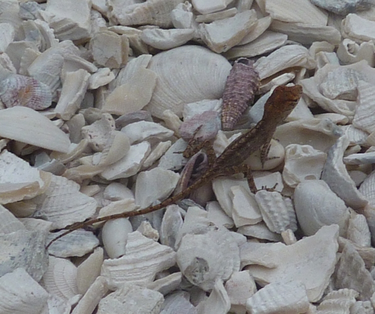 Small lizard on shells