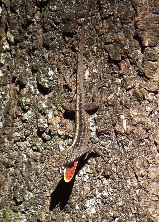 Lizard showing red under chin
