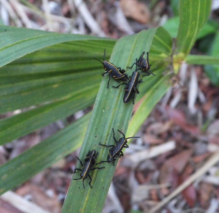 Lubber grasshopper nymphs on leaf