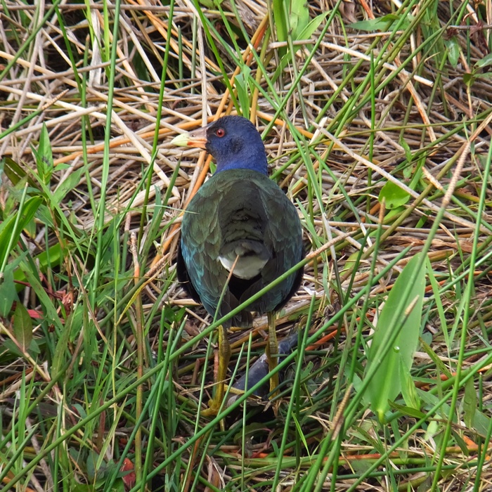 Colorful male purple gallinule
