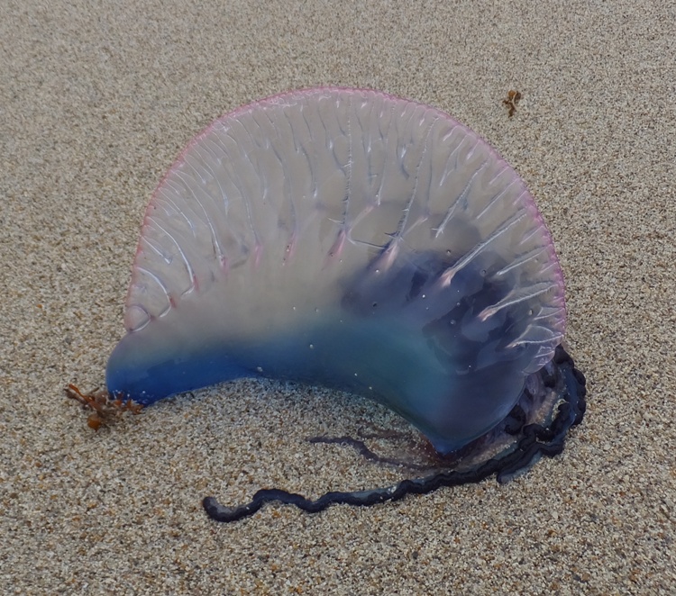 Portuguese man-of-war on beach