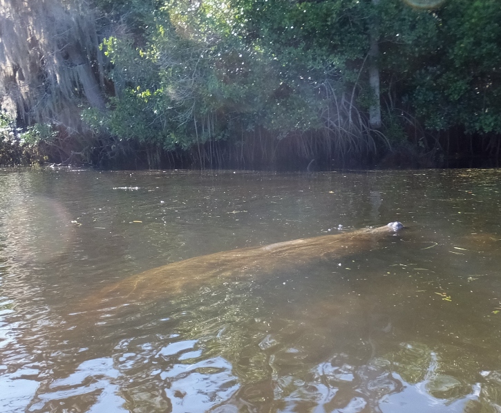 Manatee with nose sticking out of water