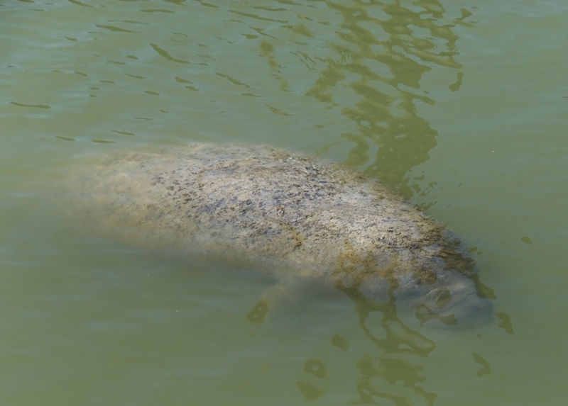 Manatee swimming below water