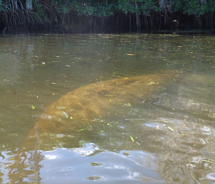 Fully submerged manatee