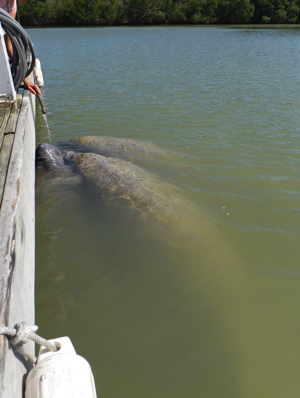 Manatees drinking from hose