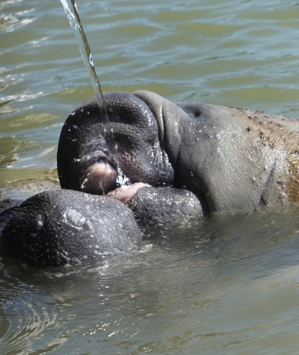 Close-up of manatee drinking