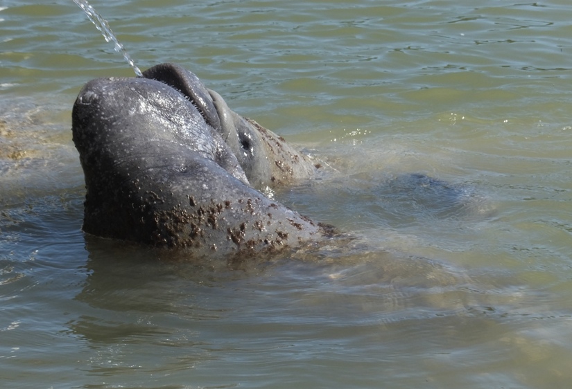Two manatees drinking from hose