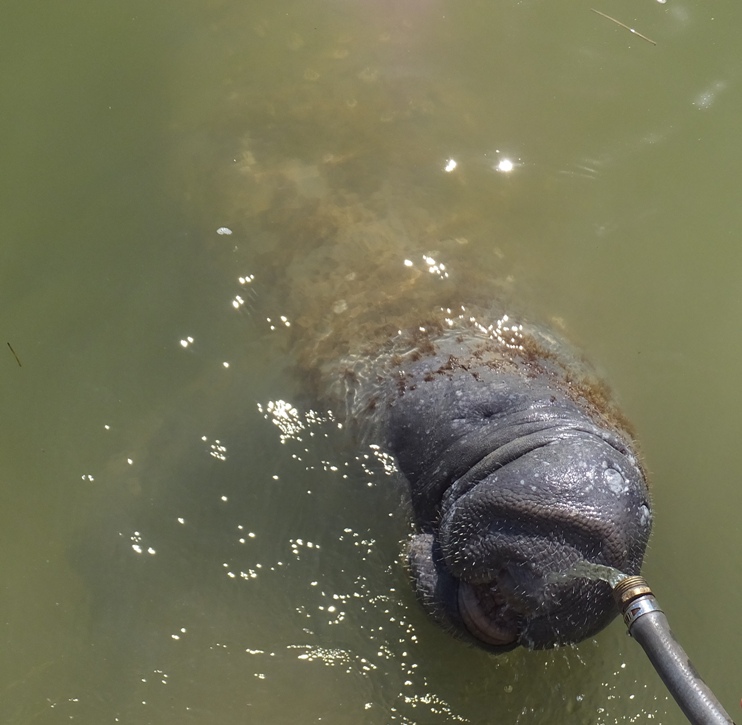 Close-up of manatee drinking; you can see its whiskers