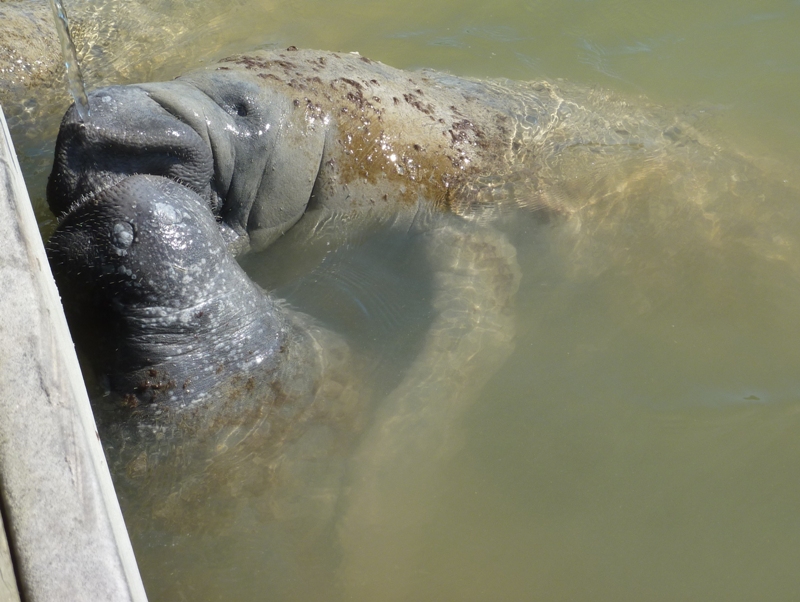 Two manatees drinking; the nostrils are closed on the smaller one