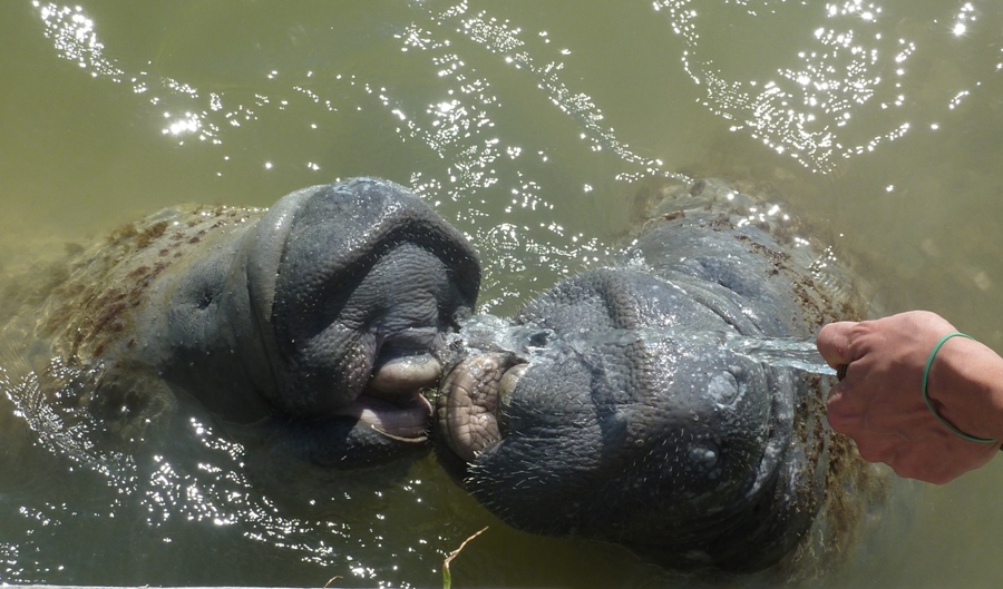 Close-up of two manatees drinking with their mouths open