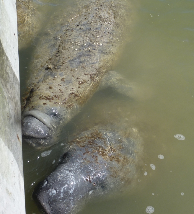 Manatee with algae on its back
