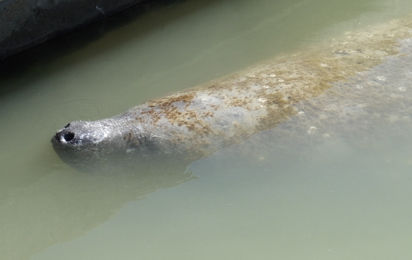 Manatee nostrils