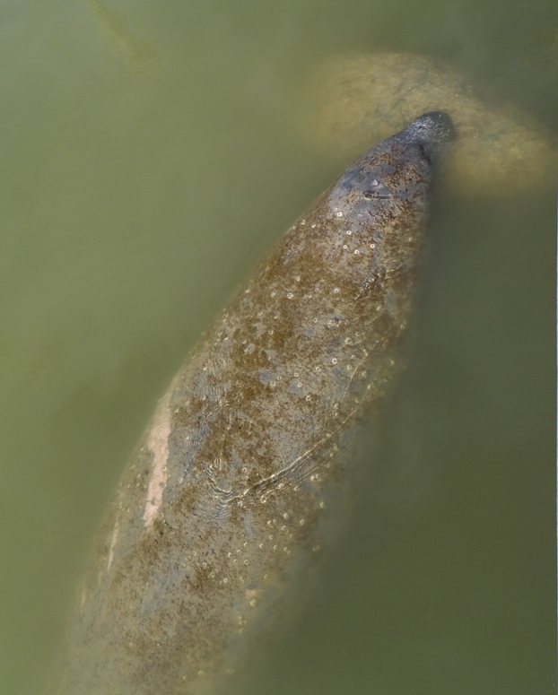 Manatee with scar on its back