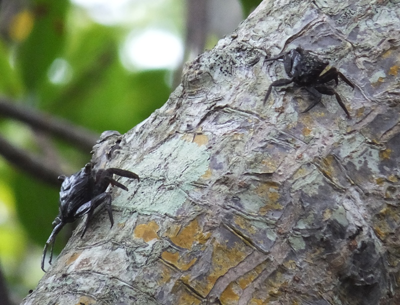 Mangrove tree crabs