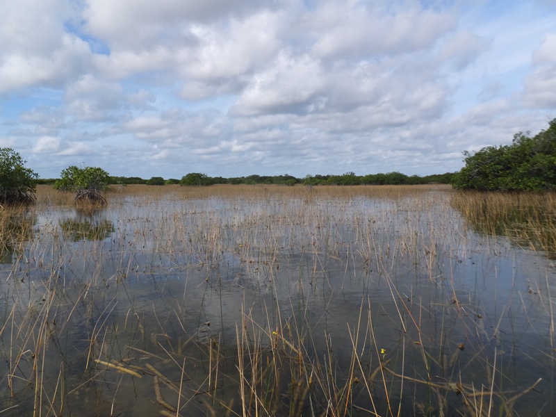 Freshwater marl prairie