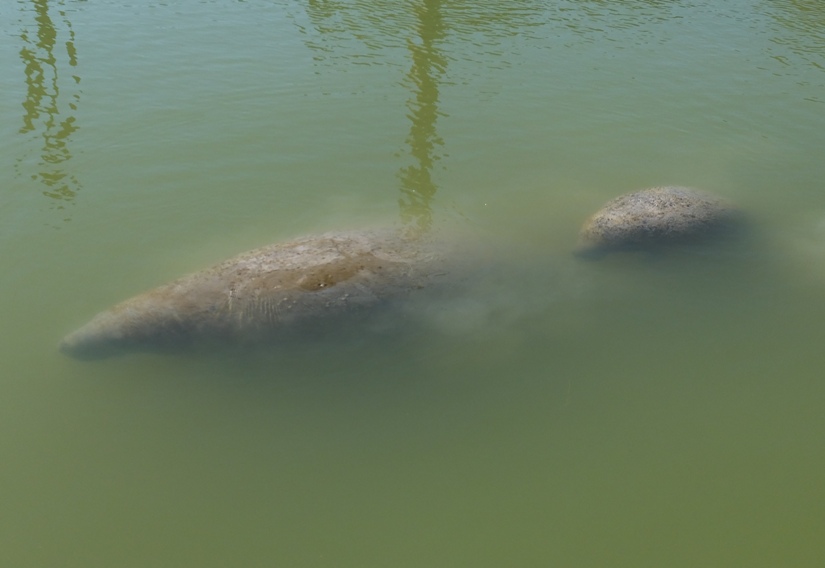 Mother and calf manatee