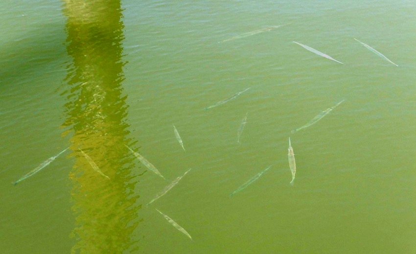 Needlefish